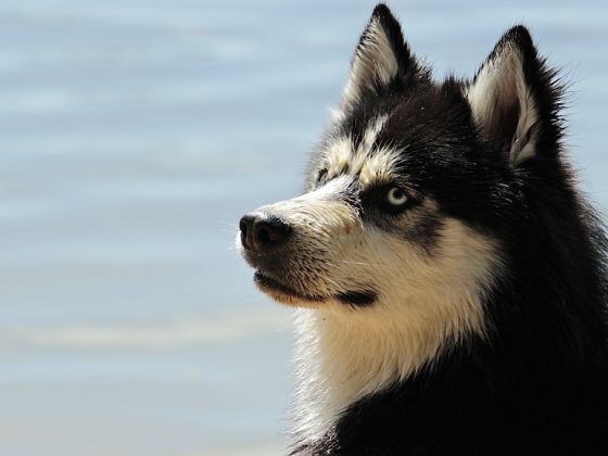 Big Dogs, Big Personalities: Uncovering the Traits of Large Breeds