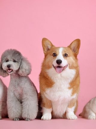 Expert Advice on Creating a Healthy Routine for Your Dog