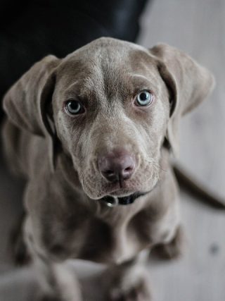 Feeding Fido: A Guide to Proper Nutrition for Your Puppy