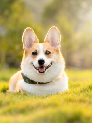 How Regular Exercise Can Improve Your Dog’s Overall Well-Being