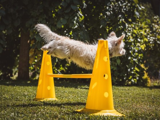 Positive Reinforcement: The Key to Successful Dog Training