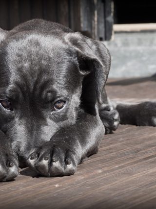 Protecting Your Puppy: How to Recognize and Treat Common Health Issues