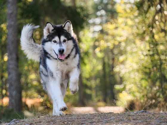 Spoil Your Pooch with These Top-Rated Dog Accessories