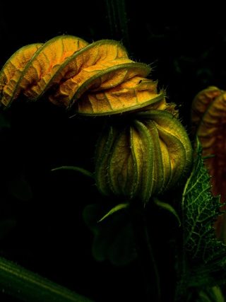 The Benefits of Preventative Care for Your Puppy’s Long-Term Health