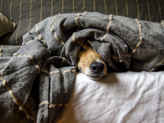 The Best Dog Accessories for a Happy and Healthy Pet