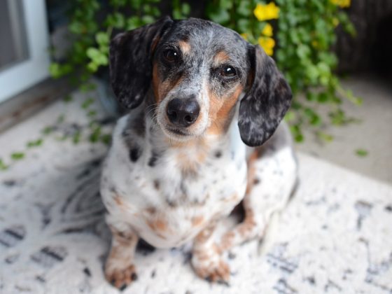 The Cutest Small Dog Breeds That Make Great Family Pets