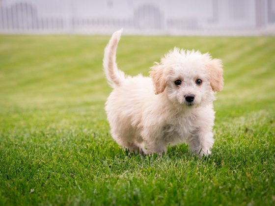 The Importance of Socialization and Training in Puppy Care