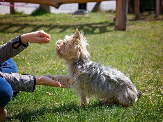 Training Trouble? Common Issues and How to Address Them