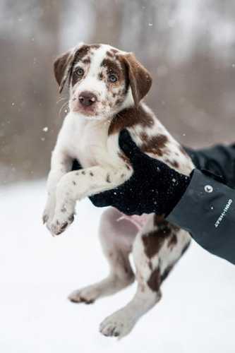 Puppy Love: Your Ultimate Guide to Pawesome Care Tips!