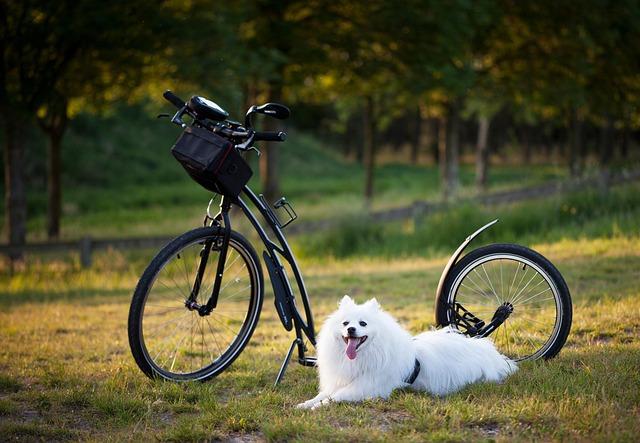Barking Up the Right ⁤Tree: Essential Tips‍ for Training Success