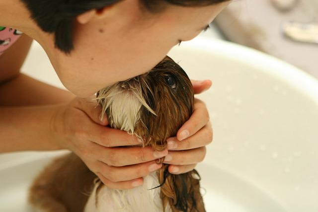 Grooming Essentials: Pawesome Tools for a Happy, Healthy Coat