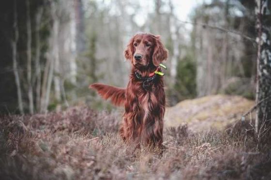 Fetch Some Fun: The Best Dog Training Videos for You!