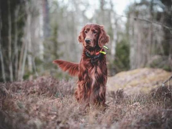 Fetch Some Fun: The Best Dog Training Videos for You!