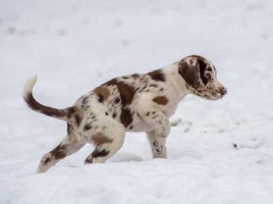 First-Time Puppy Parent? Easy Tips for Happy Tails!