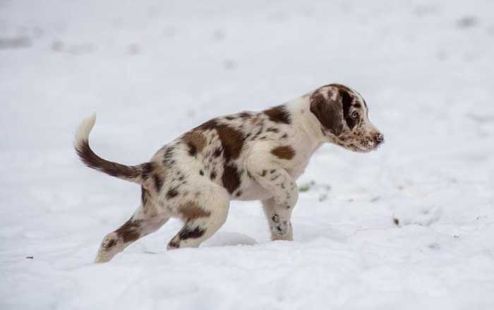 First-Time Puppy Parent? Easy Tips for Happy Tails!
