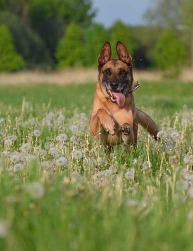 Pawsome Adventures: Real Reviews of Dog-Friendly Trips!