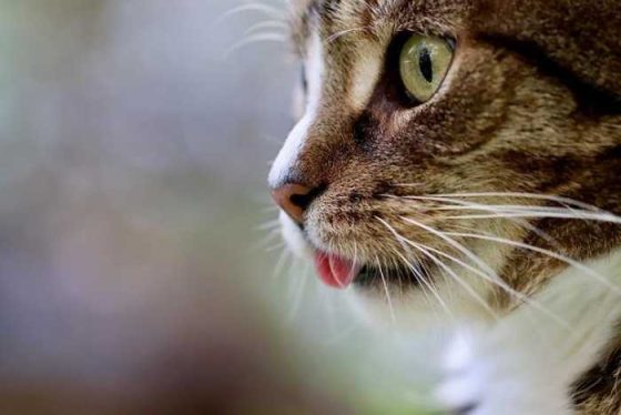 Why Cats Are the Ultimate Furry Companions in Your Life