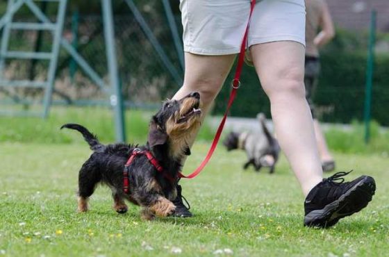 Mastering Dog Training at Home: Fun Tips for Pup Success!