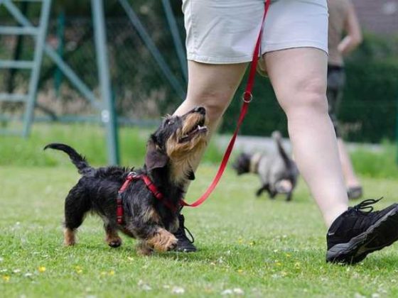 Mastering Dog Training at Home: Fun Tips for Pup Success!