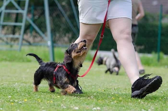 Mastering Dog Training at Home: Fun Tips for Pup Success!
