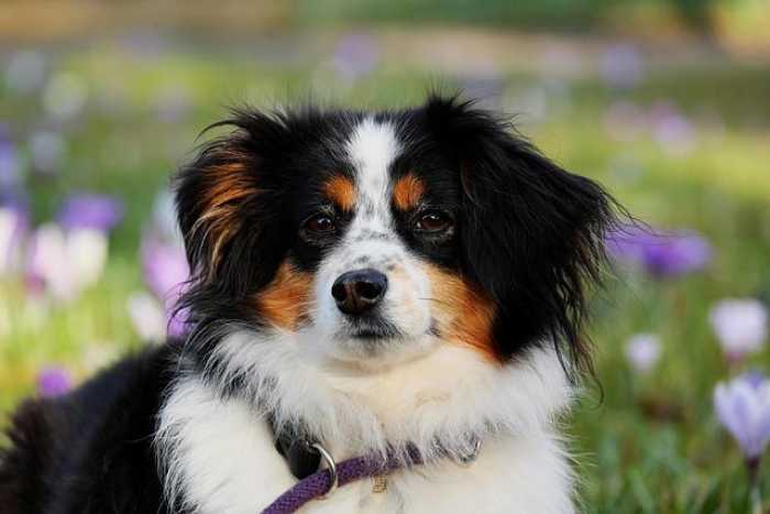 Fetch the Perfect Gift: Top Dog Accessory Ideas!