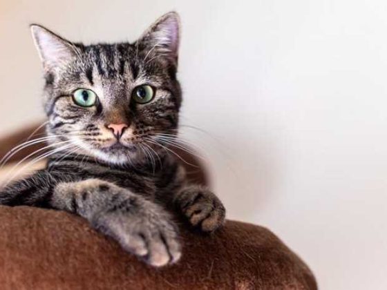 Feline Fun: Purr-fect Accessories Every Cat Needs!