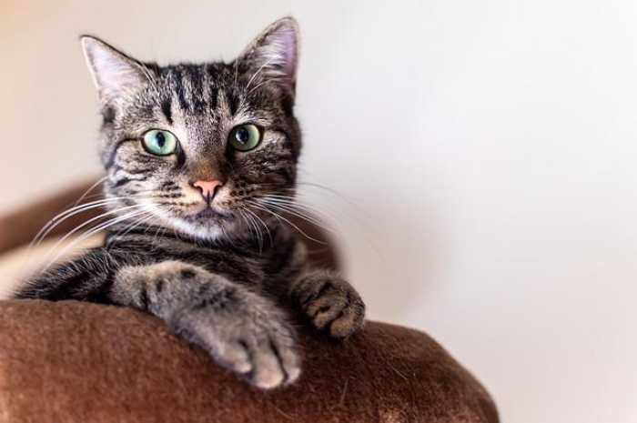 Feline Fun: Purr-fect Accessories Every Cat Needs!