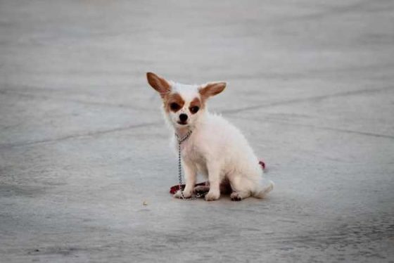 Mastering Puppy 101: Fun Tips for Dog Training at Home!