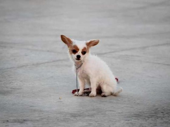 Mastering Puppy 101: Fun Tips for Dog Training at Home!