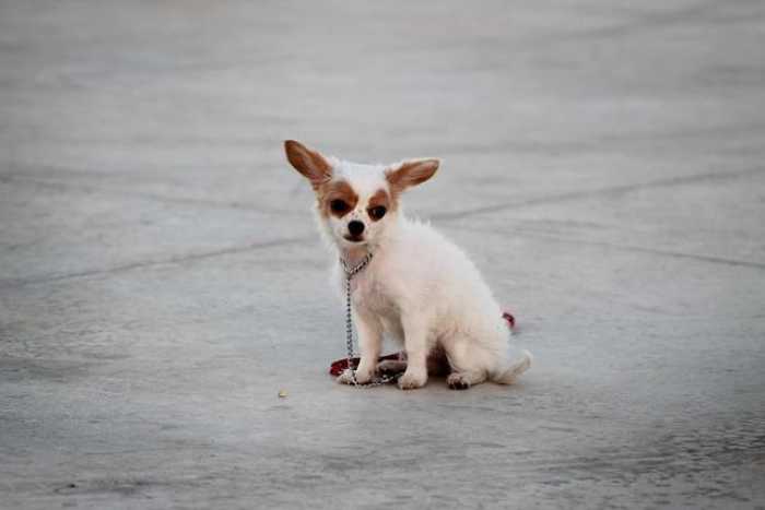 Mastering Puppy 101: Fun Tips for Dog Training at Home!