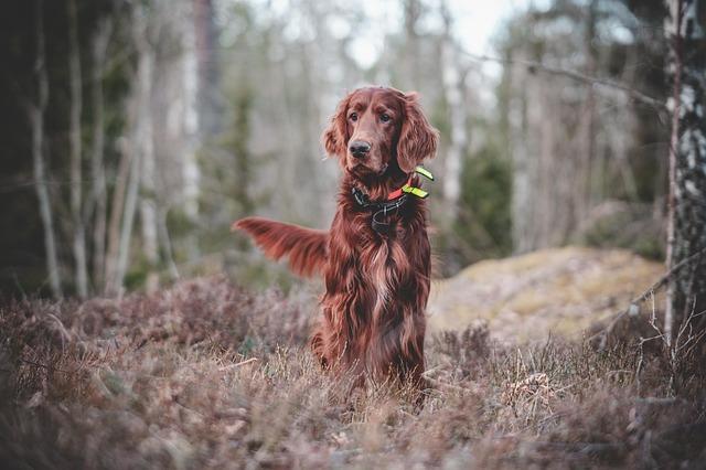 Unlocking ⁣Effective Techniques for‍ Training Your Dog at Home