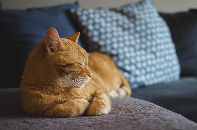 The Ultimate Cat Playground: Must-Have Toys for Endless Fun