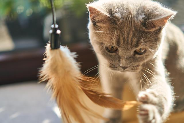 Creating a cozy Cat Oasis at Home