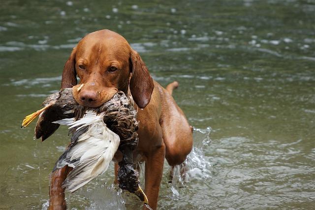 Unleash your Pup’s Potential with These ​Training Treasures