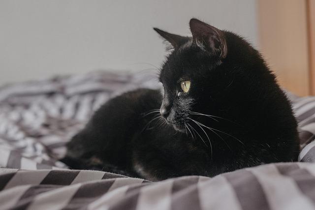 Chic and Comfy: Stylish Cat Beds Your Furry Friend Will Love