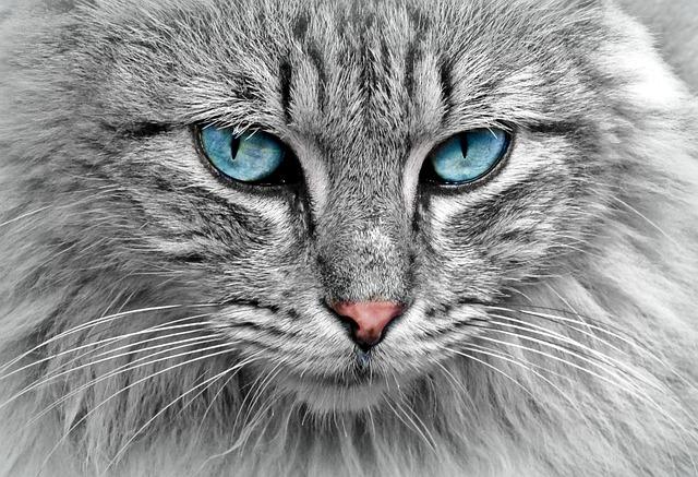 understanding Your Cat’s Behavior and Body Language